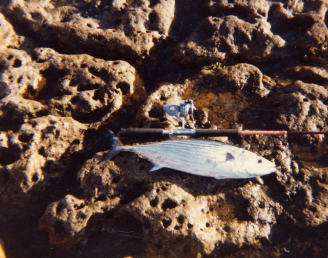 Bonny on 1kg at Devils Gorge